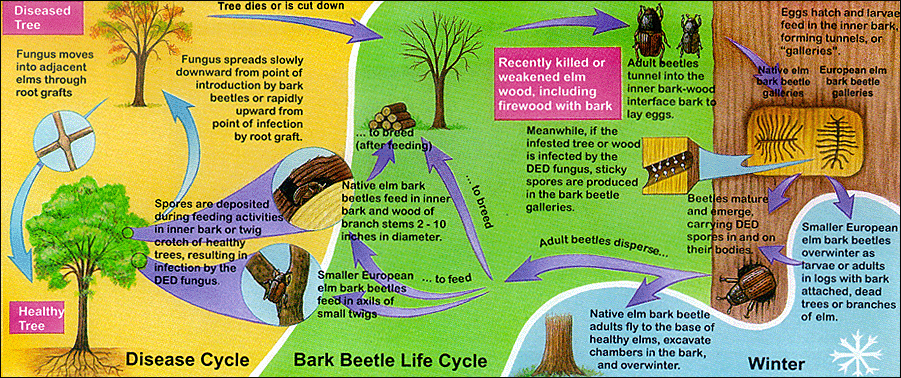 dutch elm life cycle