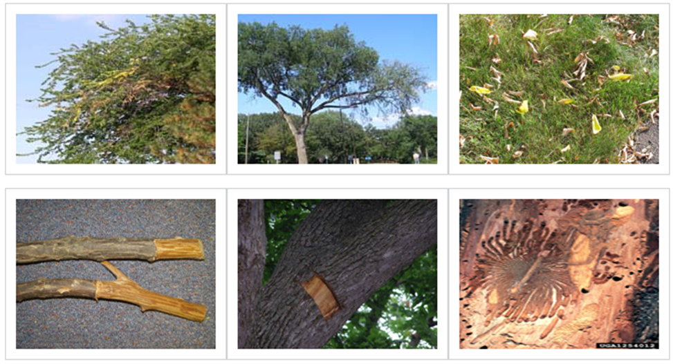 trees infected with dutch elm disase