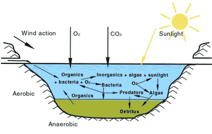 single-bond-faculative-bond graph