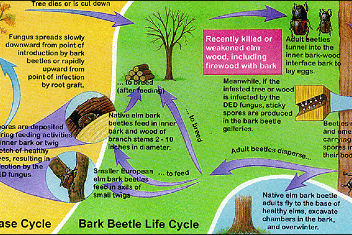 digram of the Bark Beetle's life cycle