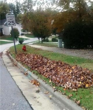 leaves