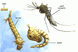 drawing of the life cycle of a mosquito
